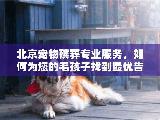 北京宠物殡葬专业服务，如何为您的毛孩子找到最优告别方案？