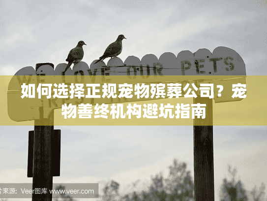 如何选择正规宠物殡葬公司？宠物善终机构避坑指南
