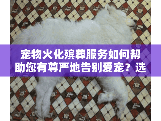 宠物火化殡葬服务如何帮助您有尊严地告别爱宠？选择指南与暖心解答