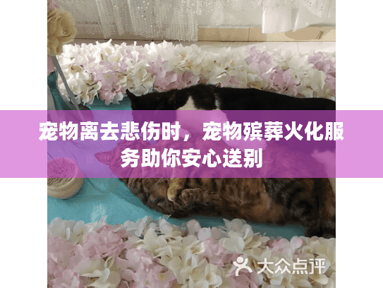 宠物离去悲伤时，宠物殡葬火化服务助你安心送别