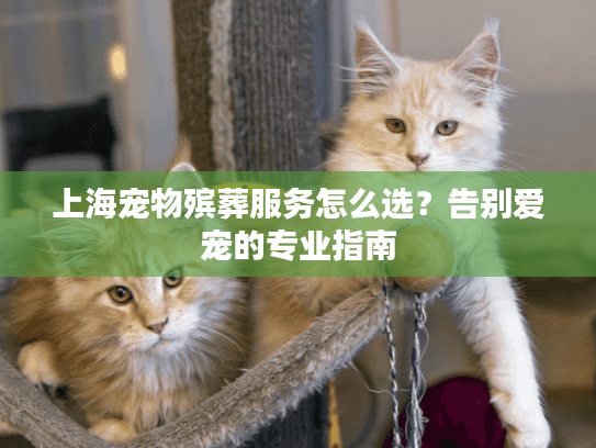 上海宠物殡葬服务怎么选？告别爱宠的专业指南