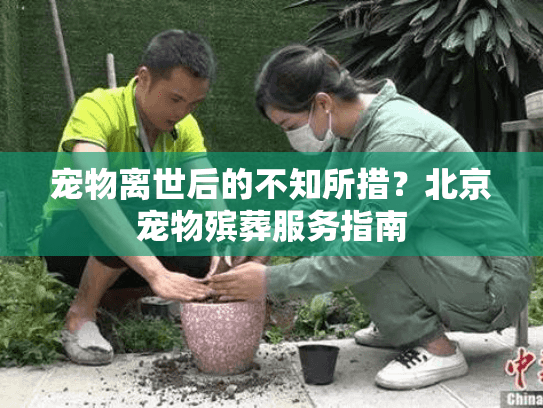 宠物离世后的不知所措？北京宠物殡葬服务指南