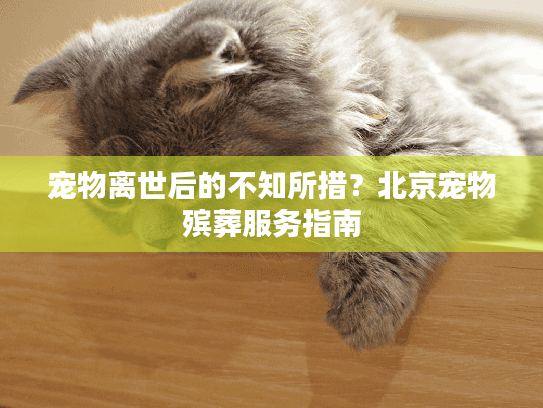 宠物离世后的不知所措？北京宠物殡葬服务指南