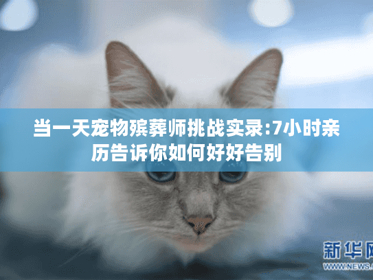 当一天宠物殡葬师挑战实录:7小时亲历告诉你如何好好告别