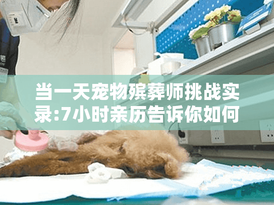 当一天宠物殡葬师挑战实录:7小时亲历告诉你如何好好告别