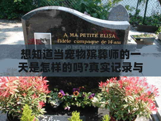 想知道当宠物殡葬师的一天是怎样的吗?真实记录与感悟