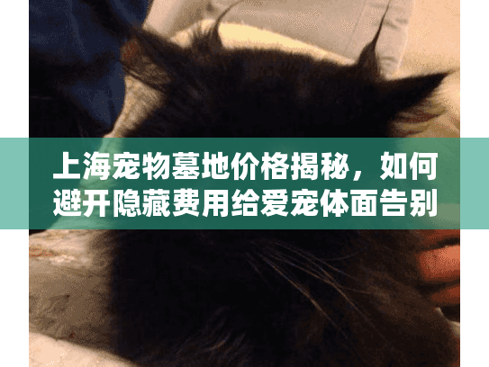 上海宠物墓地价格揭秘，如何避开隐藏费用给爱宠体面告别