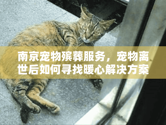 南京宠物殡葬服务，宠物离世后如何寻找暖心解决方案？