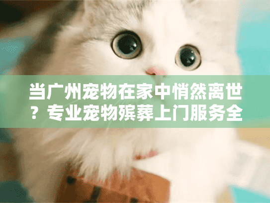 当广州宠物在家中悄然离世？专业宠物殡葬上门服务全程守护