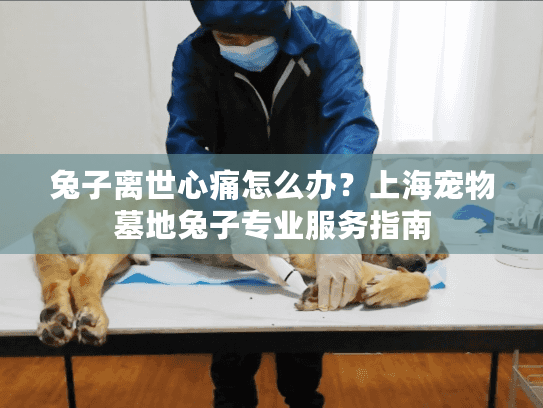 兔子离世心痛怎么办？上海宠物墓地兔子专业服务指南