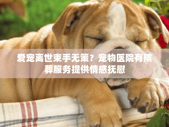 爱宠离世束手无策？宠物医院有殡葬服务提供情感抚慰