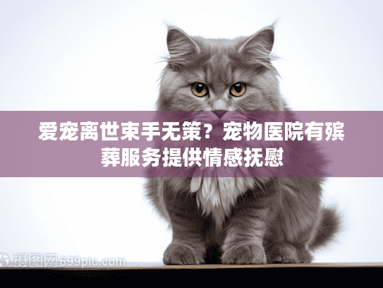 爱宠离世束手无策？宠物医院有殡葬服务提供情感抚慰