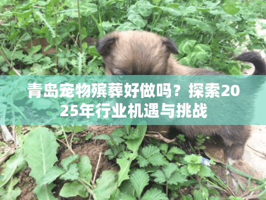 青岛宠物殡葬好做吗？探索2025年行业机遇与挑战