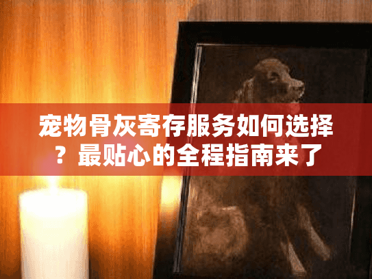宠物骨灰寄存服务如何选择？最贴心的全程指南来了