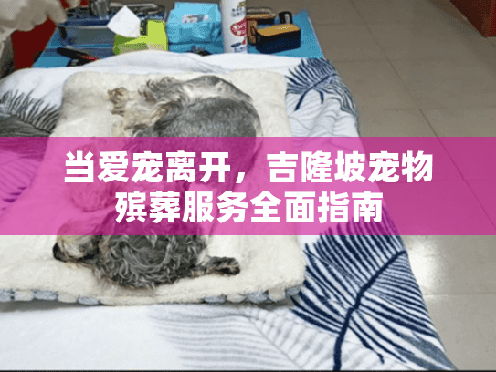 当爱宠离开，吉隆坡宠物殡葬服务全面指南