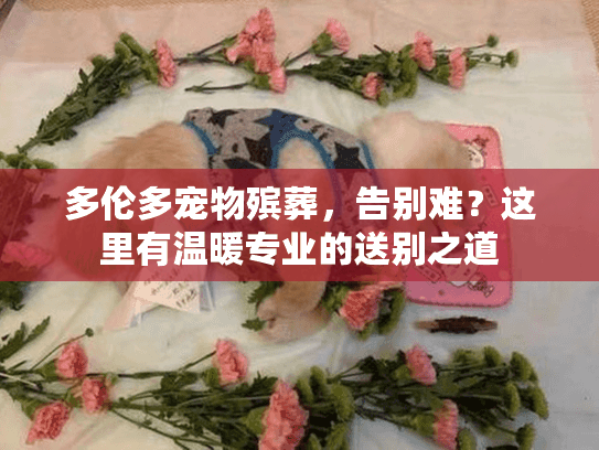 多伦多宠物殡葬，告别难？这里有温暖专业的送别之道