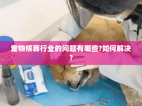 宠物殡葬行业的问题有哪些?如何解决?
