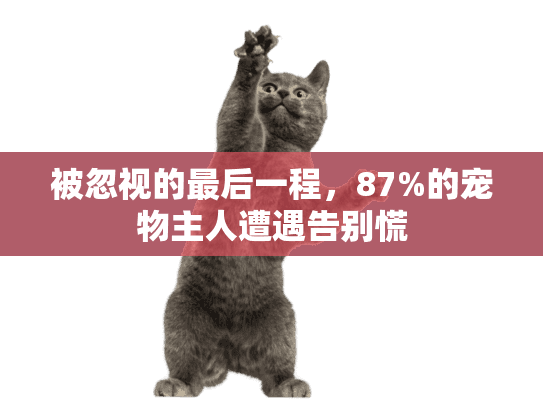 被忽视的最后一程，87%的宠物主人遭遇告别慌