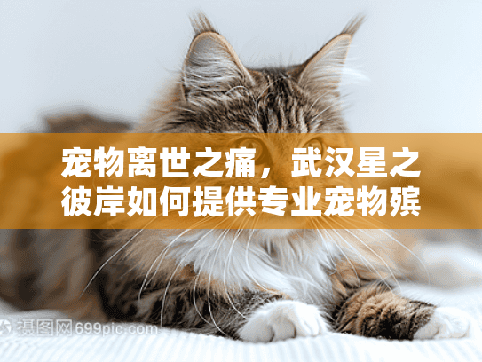 宠物离世之痛，武汉星之彼岸如何提供专业宠物殡葬服务？