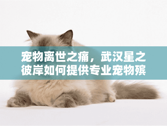 宠物离世之痛，武汉星之彼岸如何提供专业宠物殡葬服务？