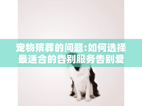 宠物殡葬的问题:如何选择最适合的告别服务告别爱宠?