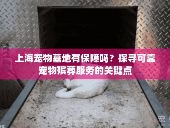 上海宠物墓地有保障吗？探寻可靠宠物殡葬服务的关键点