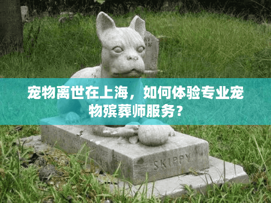 宠物离世在上海，如何体验专业宠物殡葬师服务？