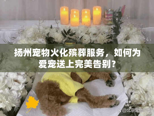 扬州宠物火化殡葬服务，如何为爱宠送上完美告别？