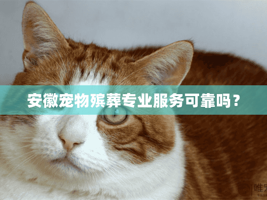 安徽宠物殡葬专业服务可靠吗？