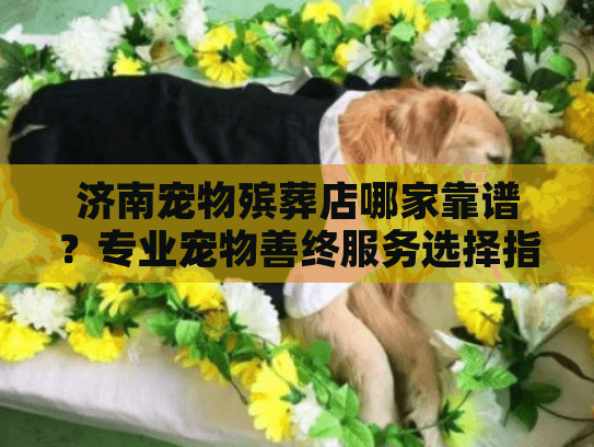 济南宠物殡葬店哪家靠谱？专业宠物善终服务选择指南
