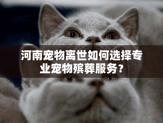 河南宠物离世如何选择专业宠物殡葬服务？