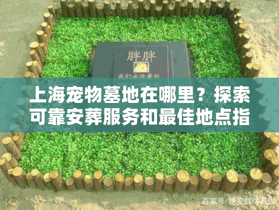 上海宠物墓地在哪里？探索可靠安葬服务和最佳地点指南