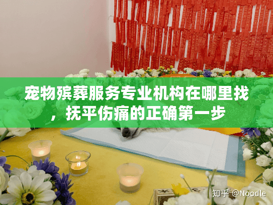 宠物殡葬服务专业机构在哪里找，抚平伤痛的正确第一步