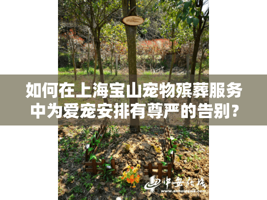 如何在上海宝山宠物殡葬服务中为爱宠安排有尊严的告别？