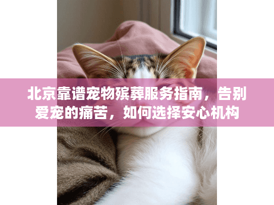 北京靠谱宠物殡葬服务指南，告别爱宠的痛苦，如何选择安心机构