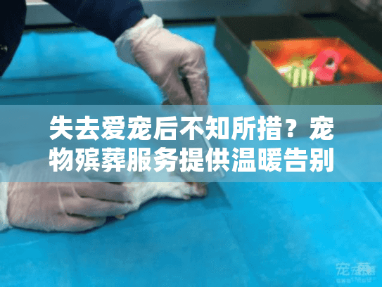 失去爱宠后不知所措？宠物殡葬服务提供温暖告别指南