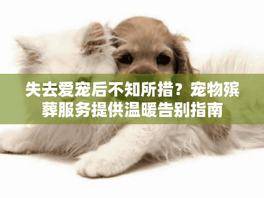 失去爱宠后不知所措？宠物殡葬服务提供温暖告别指南