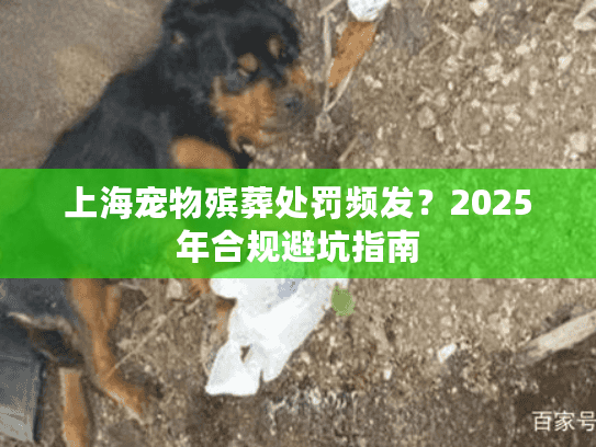 上海宠物殡葬处罚频发？2025年合规避坑指南