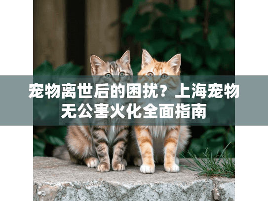 宠物离世后的困扰？上海宠物无公害火化全面指南