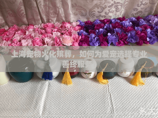 上海宠物火化殡葬，如何为爱宠选择专业善终服务？