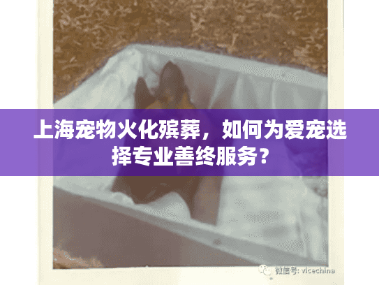 上海宠物火化殡葬，如何为爱宠选择专业善终服务？