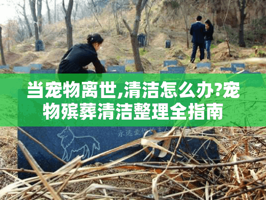 当宠物离世,清洁怎么办?宠物殡葬清洁整理全指南