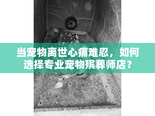 当宠物离世心痛难忍，如何选择专业宠物殡葬师店？