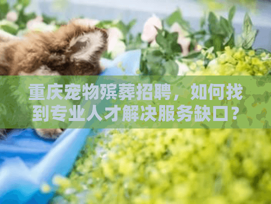 重庆宠物殡葬招聘，如何找到专业人才解决服务缺口？