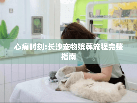 心痛时刻:长沙宠物殡葬流程完整指南