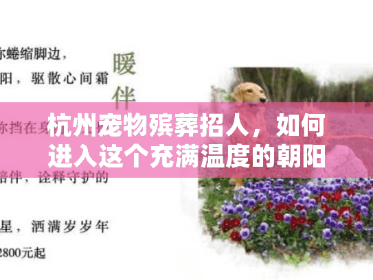 杭州宠物殡葬招人，如何进入这个充满温度的朝阳行业？