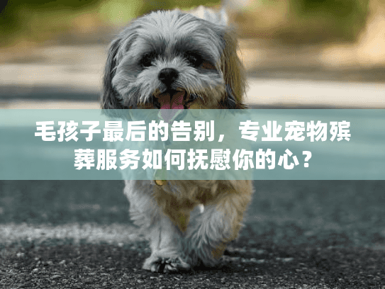 毛孩子最后的告别，专业宠物殡葬服务如何抚慰你的心？