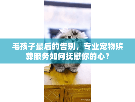 毛孩子最后的告别，专业宠物殡葬服务如何抚慰你的心？