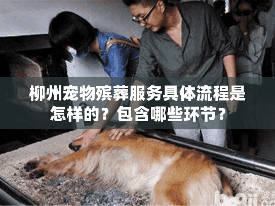 柳州宠物殡葬服务具体流程是怎样的？包含哪些环节？