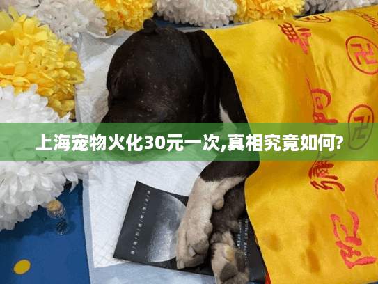 上海宠物火化30元一次,真相究竟如何?